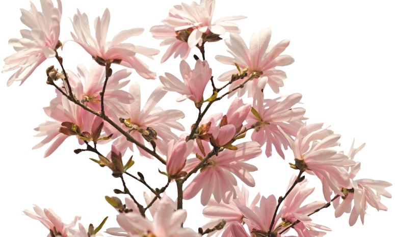 Alys Fowler: magnolias
